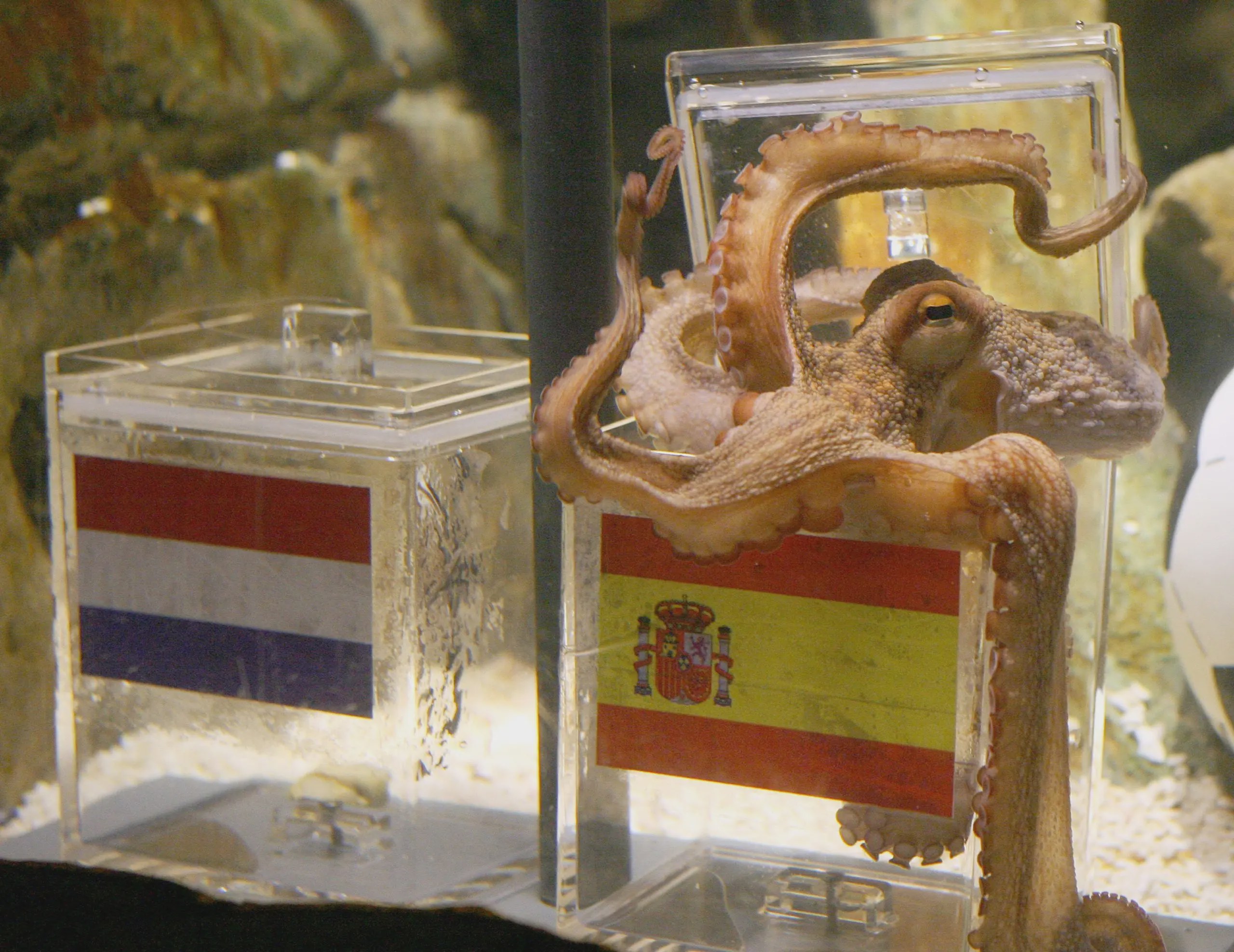 Blast from the Past: Memories of the 2010 World Cup Summer